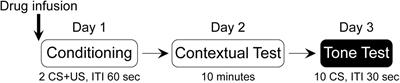 Aberrant orbitofrontal cortical activation interferes with encoding of Pavlovian fear conditioning